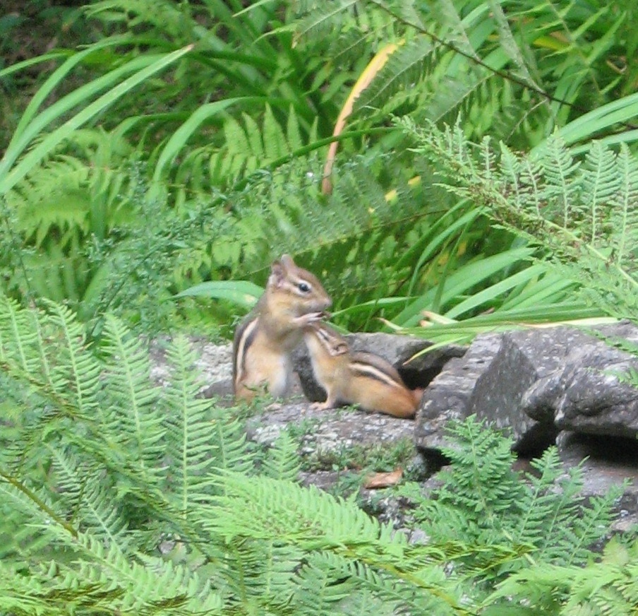 Sparky and her baby, 2007